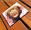 Dozer Chocolate Labrador Gift Magnet (Rachael Hale)